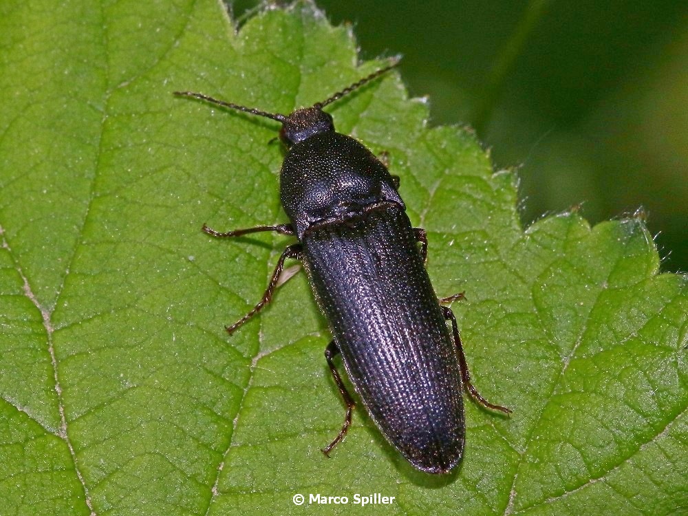 Elateridae: Melanotus sp.